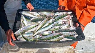 We Sold Hundreds of Pounds of TRASH Fish! Commercial Fisherman Day in the Life