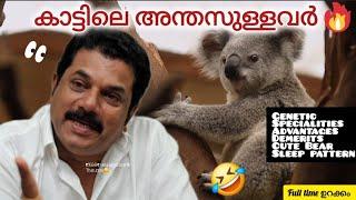 ആന കുത്തിയാലും അറിയാത്തവർ -koala the cute bear|lifestyle |diet |specialities -all in one മലയാളം