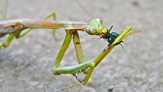 Praying mantis eating a fly