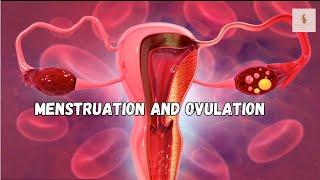 The Surprising Science of Menstruation