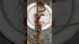 3 củ sâm rừng khủng nặng 1,1kg nguyên bản từng củ ạ #dượclieuquy