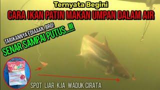 CARA IKAN PATIN MAKAN UMPAN DALAM AIR || Eksperimen Umpan Yupi Dengan Kamera Bawah Air