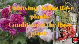 Unboxing Plant's Rose World Nursery Plants || Online Rose plant ( Part 1 )