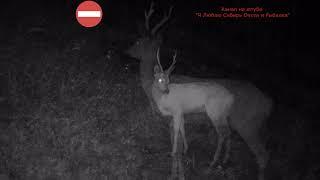 ТИХАЯ ОХОТА НА КОСУЛЮ СТАРЫЙ ДРУГ QUIET ROE DEER HUNTING OLD FRIEND