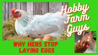 Why Chickens Stop Laying Eggs (And What You Can Do About It)