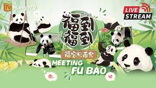 【#FuBao 福宝见面会】一起看福公主入住熊猫新家 #panda #푸바오 ｜Happiness Meeting Fu Bao｜MangoTV