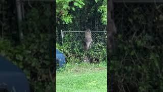 Watch as mama raccoon teaches her babies to climb over the wall. Wait for it... lol