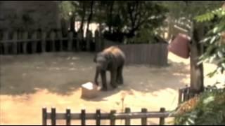 Elephant proves it's highly intelligent in test.