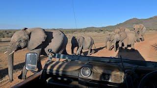 Madikwe Elephants very close