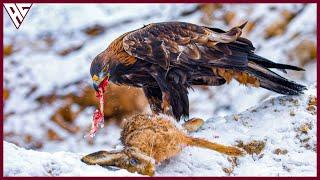 20 Most Amazing Eagle Attacks Ever Caught on Camera