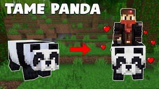 How to Tame PANDA in Minecraft (All Versions)