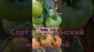 ЗАКАЗАТЬ СЕМЕНА: https://tomatboris.ru/?ysclid=ln76xla4la47180728