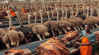 How to Make $9 Million by Ostrich Leather? - How Raise Ostriches For Skin and Meat | Ostrich Factory