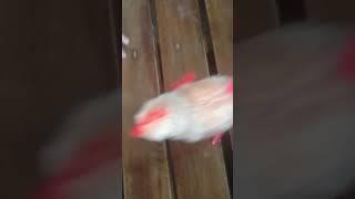 #chick#meet baby