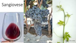 Grape Variety #20: Sangiovese