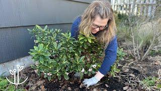 Spring Garden Cleanup | Getting My Perennials Ready to Thrive! 🪴