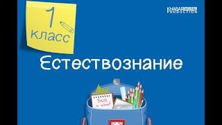 Естествознание. 1 класс. Я – исследователь /04.09.2020/