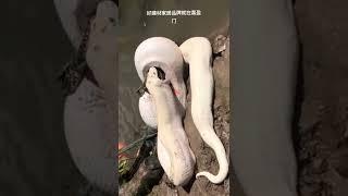 White snake swallows crocodile#venomous #snake #snakes #animals #wildlife #whitesnake #shorts