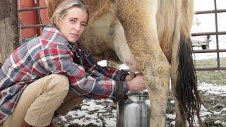 Milking Miss Tulip Our Family Milk Cow