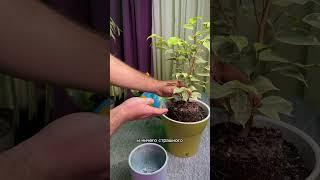 Как правильно пересадить фикус часть2