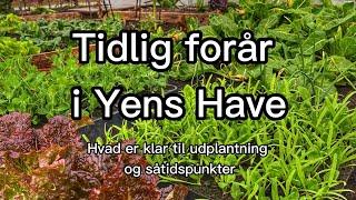 Tidlig forår i Yens have - hvad er klar til udplantning og hvornår er det sået?