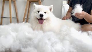 Brushing a samoyed for 3 hours straight