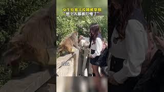 女生给猴子投喂被掌掴，“整个人都被打懵了”