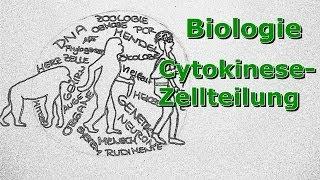 Cytokinese - Zellteilung