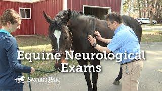Equine Neurological Exams