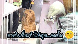 รวมคลิปหมาแมวตลกๆฮาๆ สัตว์เลี้ยงน่ารัก l Smile Animal Cute pet videos Cute animals