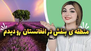 پر گل ترین منطقه ی افغانستان رو دیدم !!!فوق العاده بود 🩵