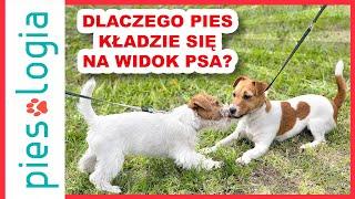 Dlaczego pies kładzie się na widok drugiego psa?