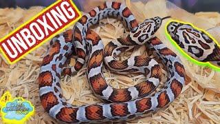 Insane Snake Unboxing