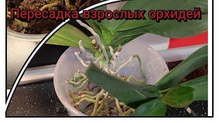 Пересадка взрослых орхидей ( часть 2)#обзор#орхидеи#уход#пересадка#цветы