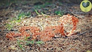 How To Make Bracelet With Wire Copper