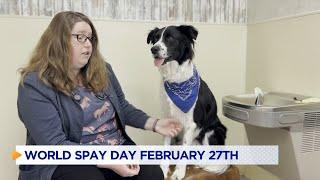 Pet owners encouraged to get furry friends fixed ahead of World Spay Day