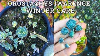 Orostachys iwarenge Winter Care