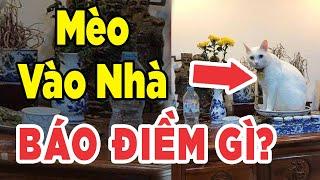 Bất Ngờ Mèo Chạy Vào Nhà Báo Điềm Gì? Chớ Vội Xua Đuổi Kẻo Ân Hận Suốt Đời