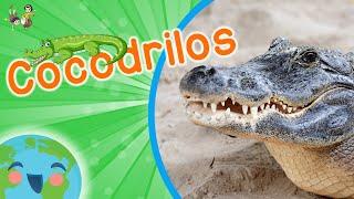 Cocodrilos para Niños - Los Animales para Niños (Video Educativo para Niños)