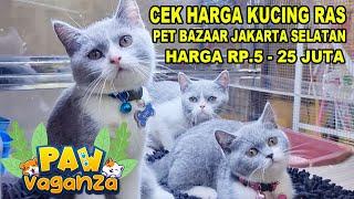 Harga 5 - 25 Juta - Cek Harga Kucing Ras Di Paw Vaganza Lippo Mall Kemang