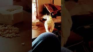 Don't wanna see you #comedy #satisfying #funnyvideo #happy #funny #cockatiel #funnyanimals #fun