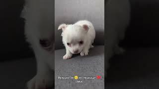 вся информация на нашем сайте chihua.by
