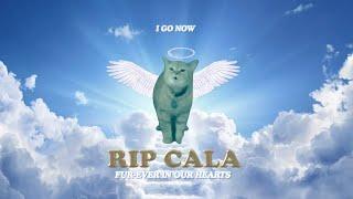 RIP CALA ️ (I Go Meow Cat)