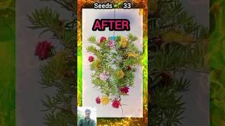 Gardening plants_flowers portulaca #shorts #short #gardening #garden #plants #grow #seedsplants33