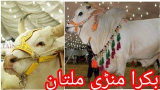 Bakra mandi 2023 | Qurbani ka jaanwar | Bari eid | Eid ul azha mubarak 