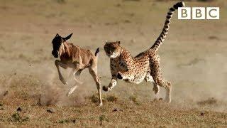 Cheetah chases wildebeest | The Hunt - BBC One