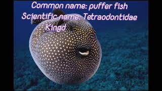 Puffer fish//Scientific name of puffer fish/scientific classification of tetraodontidae. #fish