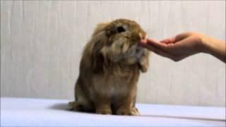 Kiki the Bunny performs Amazing rabbit's tricks!