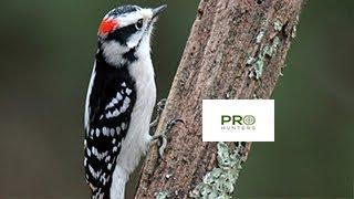 Downy Woodpecker Sound, Bird Call for Pro Hunters