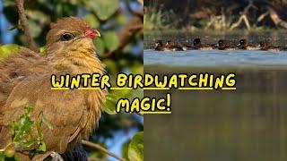 Winter’s Winged Wonders at Sultanpur: A Birdwatching Adventure!